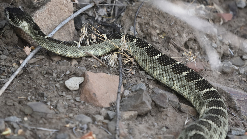 Northern Pacific Rattlesnake from Horseshoe Ranch Wildlife Area, CSNM