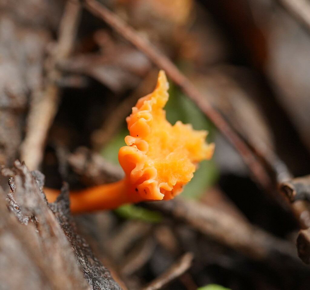 Australian chanterelle from Wilsons Promontory VIC 3960, Australia on