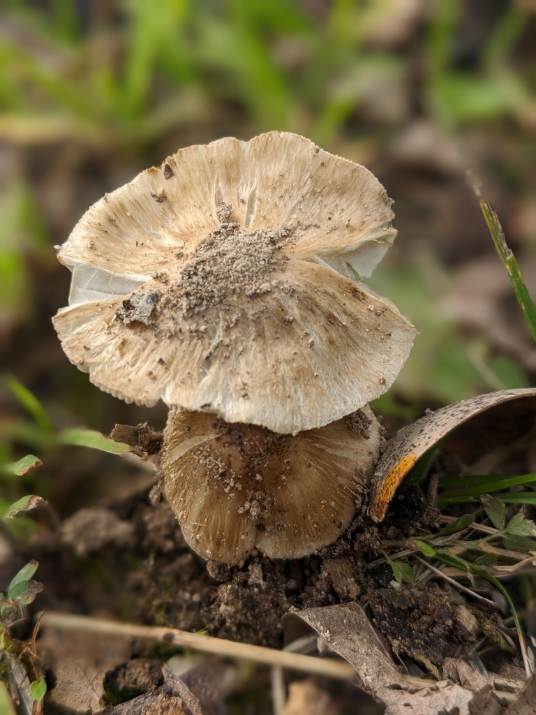 Pseudosperma from Edgar Springs, MO 65462, USA on July 24, 2023 at 10
