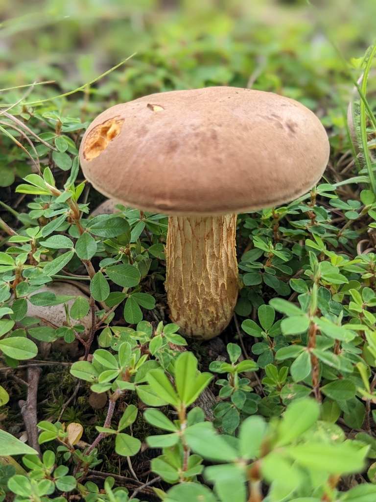 boletes from Edgar Springs, MO 65462, USA on July 25, 2023 at 0203 PM