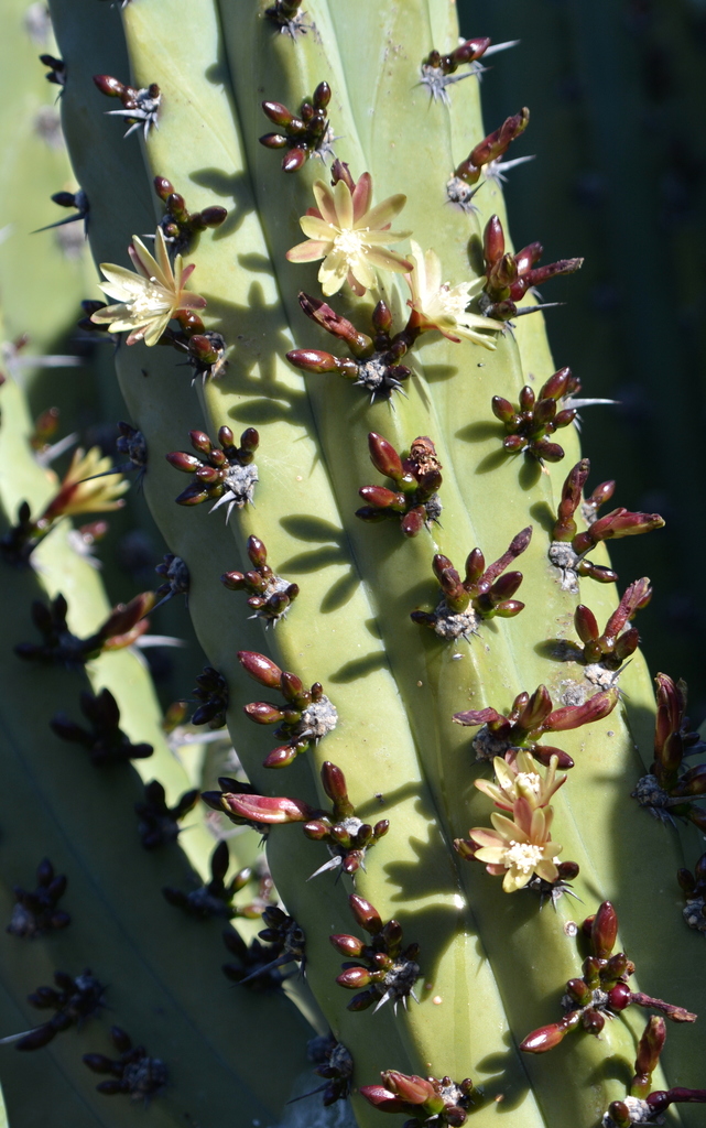 Blue Myrtlecactus (Cactus of Metro Phoenix (April 2021 EcoQuest Guide)) · iNaturalist