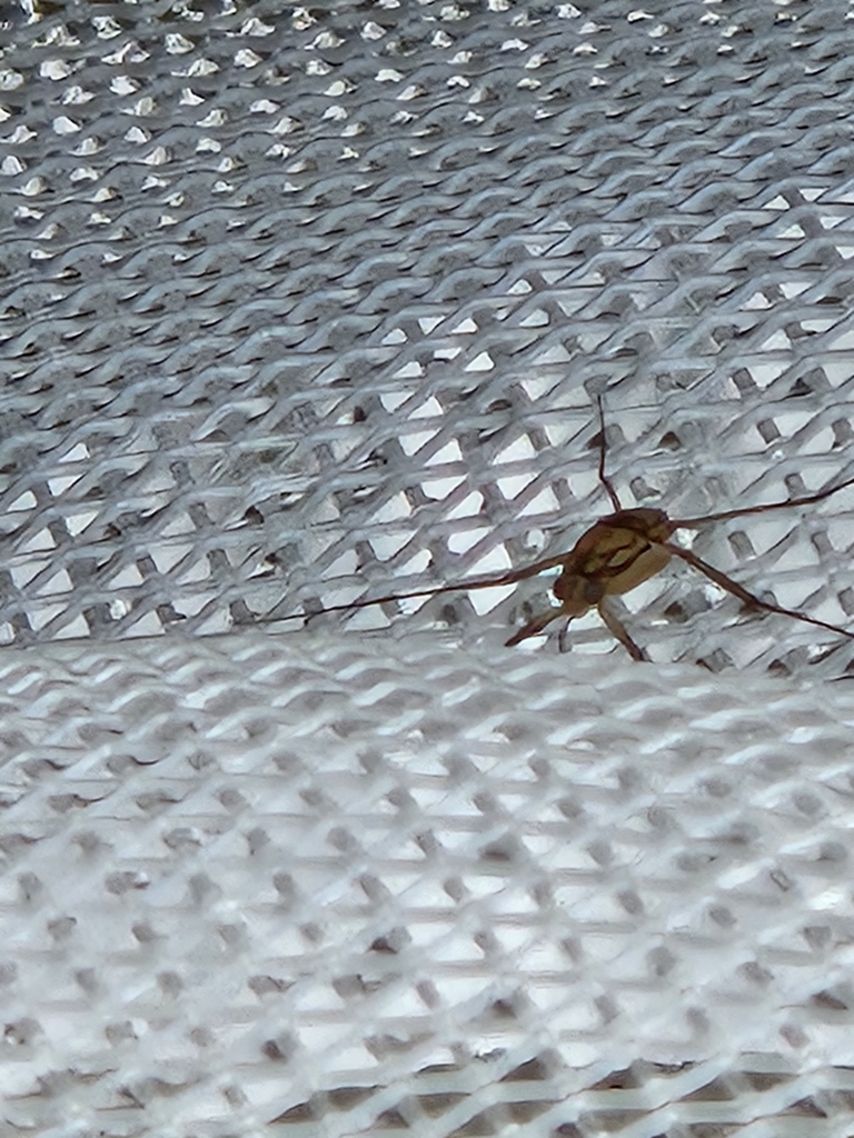 Trepobates from North Willow Farms, Indianapolis, IN 46260, USA on July