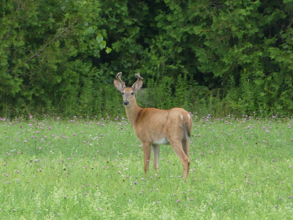 Whitetailed Deer from Stormont, Dundas and Glengarry United Counties, ON, Canada on July 29