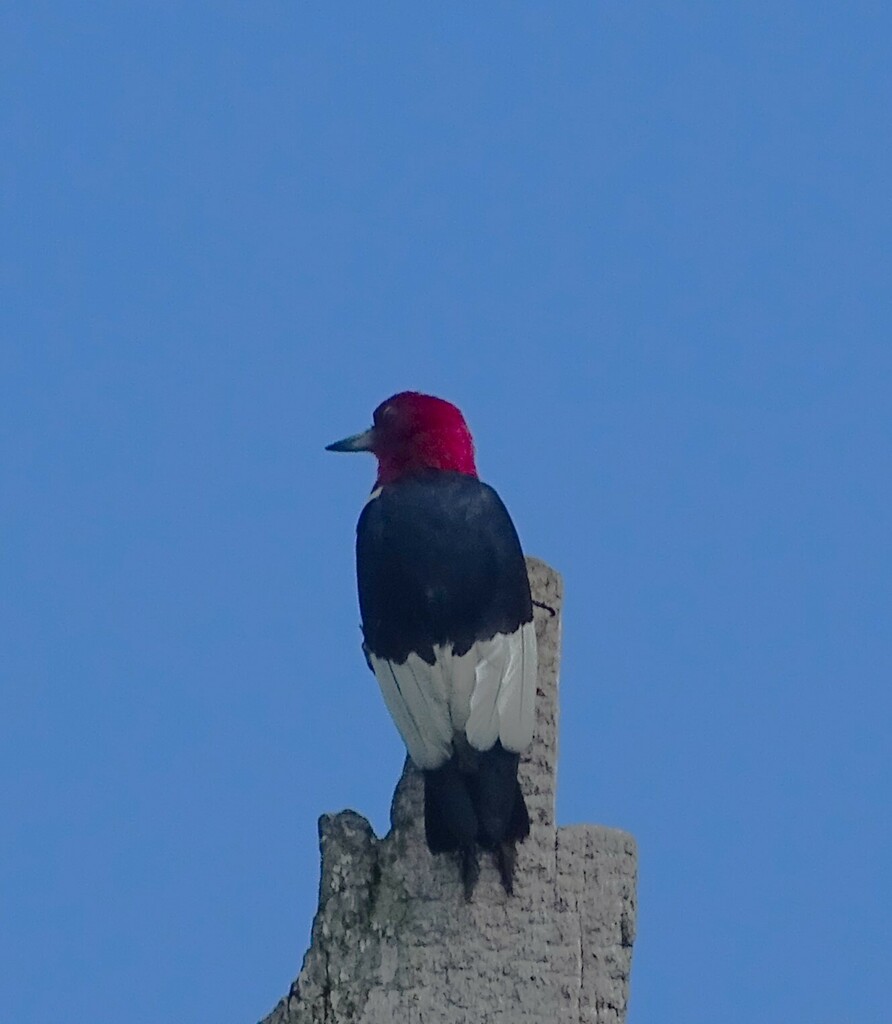 Redheaded Woodpecker from Killbuck Marsh Wildlife Area, Shreve, OH 44676, USA on July 29, 2023