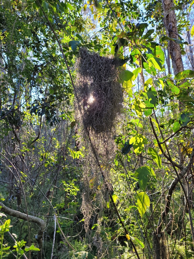 Spanish moss from Helensvale QLD 4212, Australia on July 30, 2023 at 03