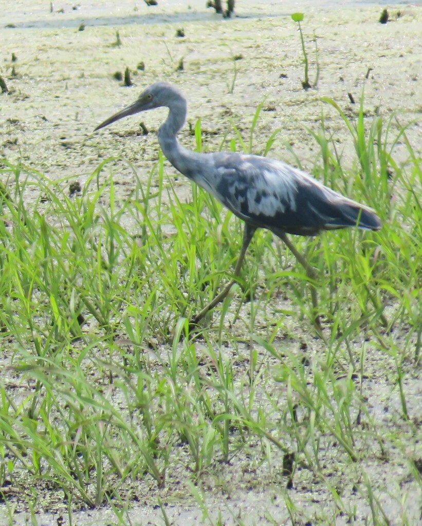 Little Blue Heron from Horseshoe Lake SP, Pontoon Beach, IL, USA on