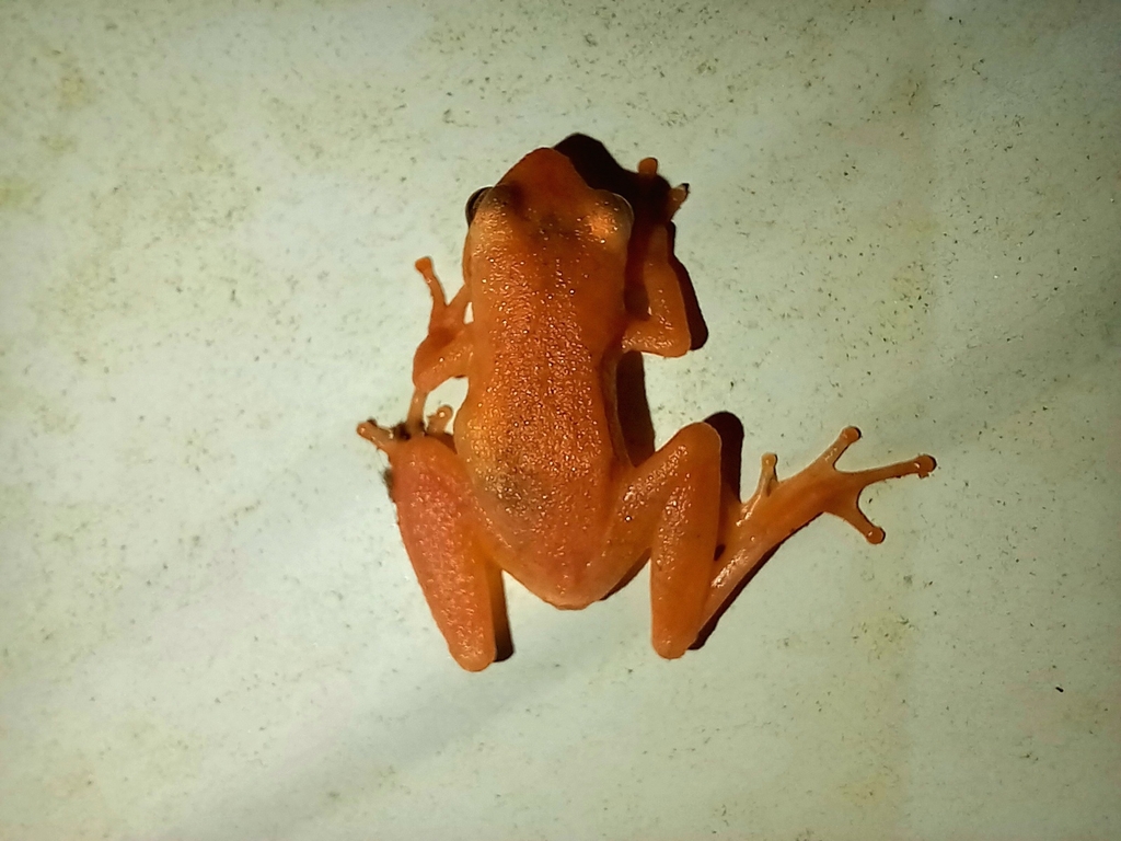 Spring Peeper from Clanton, AL 35045, USA on July 29, 2023 at 1116 PM