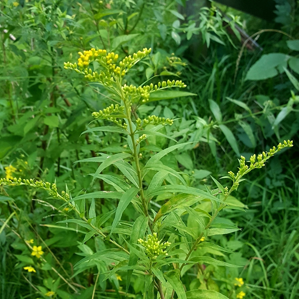 Canada goldenrod from Bardonia, NY, USA on August 1, 2023 at 0414 PM