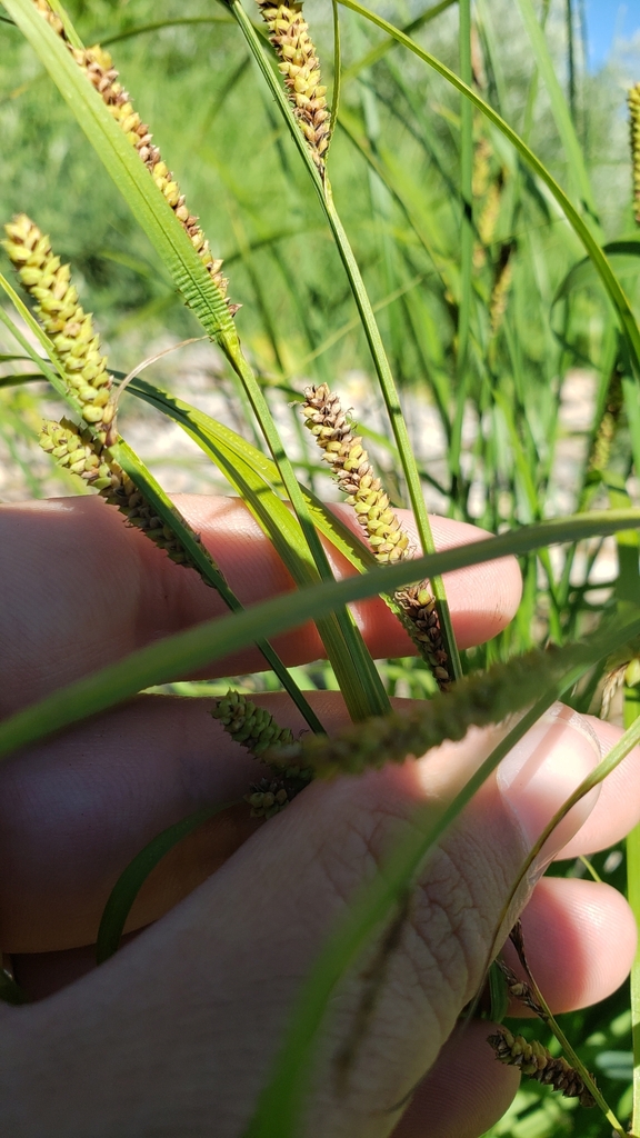 Nebraska sedge from Bucks Lake, CA, USA on July 26, 2023 at 0945 AM by