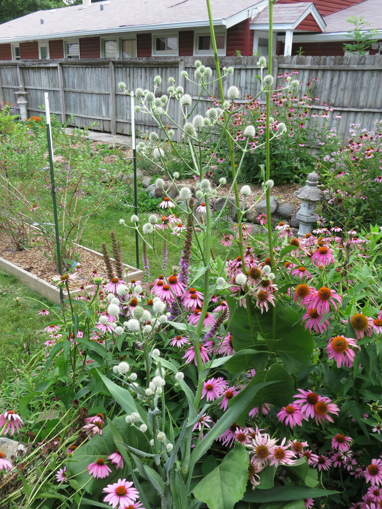 rattlesnake master from Rockford, IL, USA on August 3, 2023 at 0944 AM