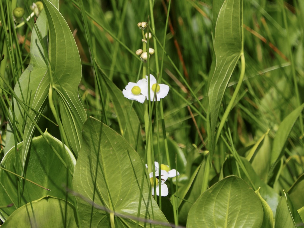 broadleaf arrowhead from Vilas County, WI, USA on July 29, 2023 at 1014 AM by David A. Wittrock