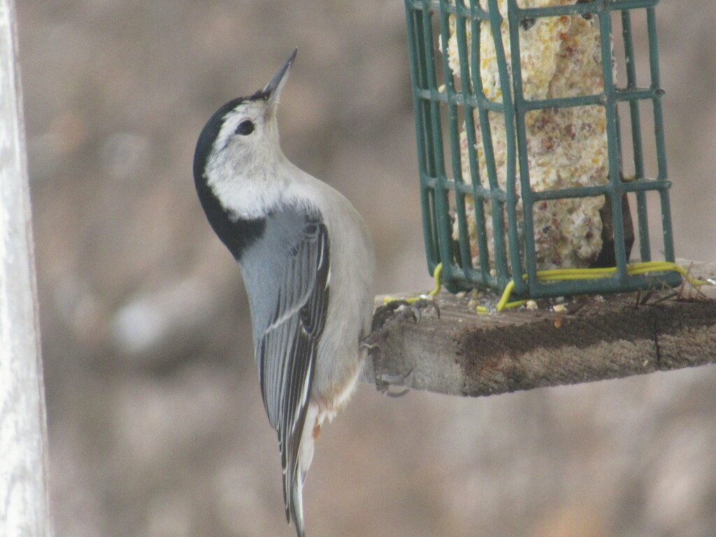 Whitebreasted Nuthatch from Waldersee Manitoba on August 3, 2023 by