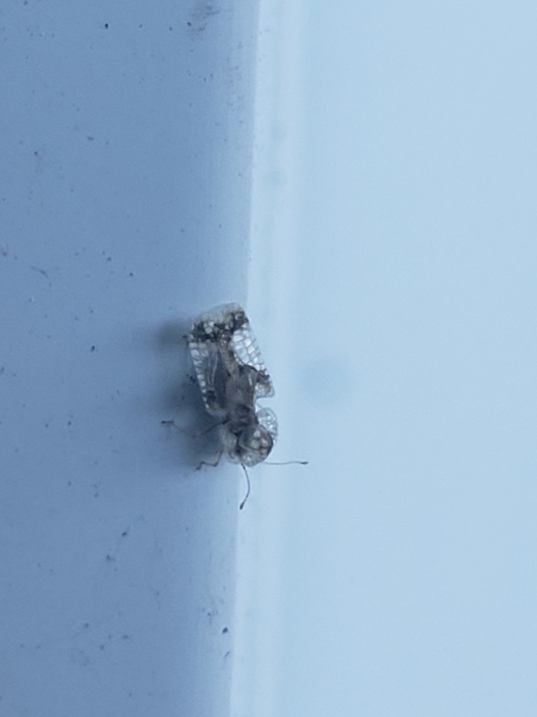 Chrysanthemum Lace Bug from K1C 1T1 on August 6, 2023 at 0322 PM by