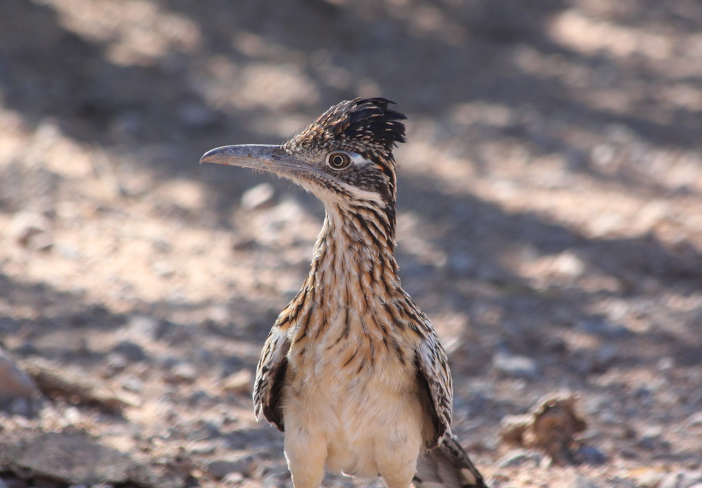 Greater Roadrunner from Doña Ana County, NM, USA on August 6, 2023 at 1217 PM by Natalie Wells