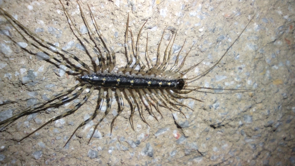 Japanese House Centipede from Pine B Township, MO, USA on August 6