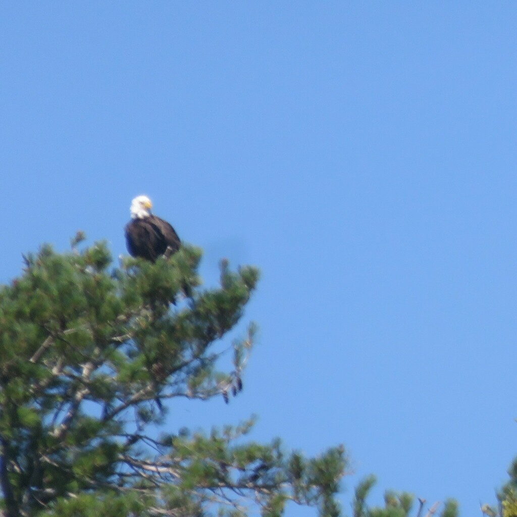Bald Eagle from Algoma District, ON, Canada on August 5, 2023 at 1213