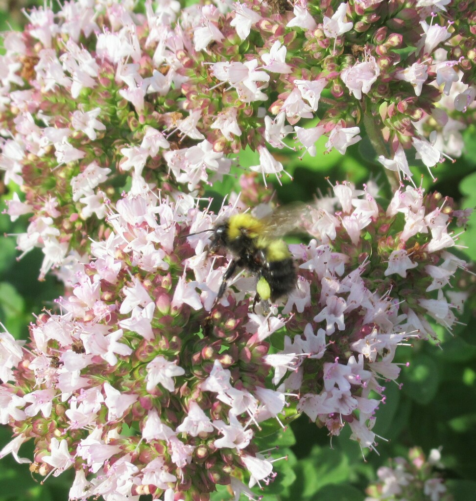 Bumble Bees from Waldersee Manitoba Canada on August 7, 2023 at 0433