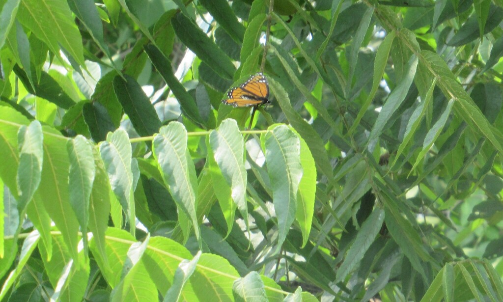 Viceroy from Waldersee Manitoba Canada on August 7, 2023 at 0316 PM by