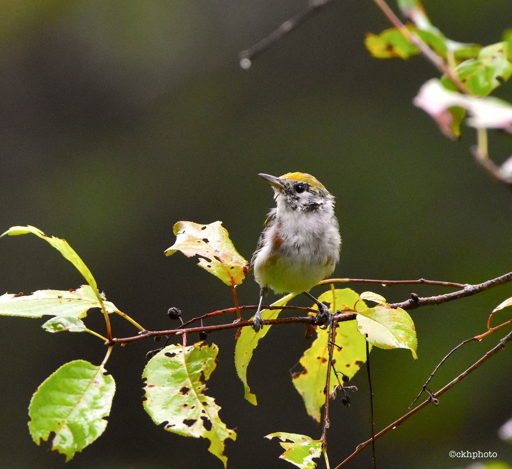 Chestnutsided Warbler from Townshend, VT, USA on August 7, 2023 at 09