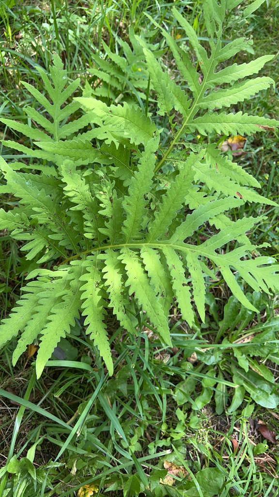 sensitive fern from Lonaconing on August 8, 2023 at 1233 PM by