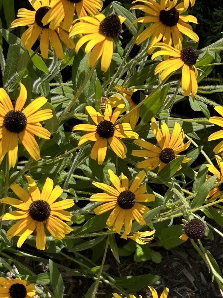 blackeyed Susans and coneflowers from University of North Carolina At Wilmington, Wilmington