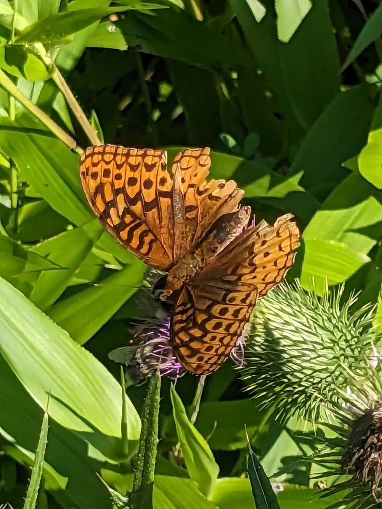 Great Spangled Fritillary from Dennison Township, PA, USA on August 9