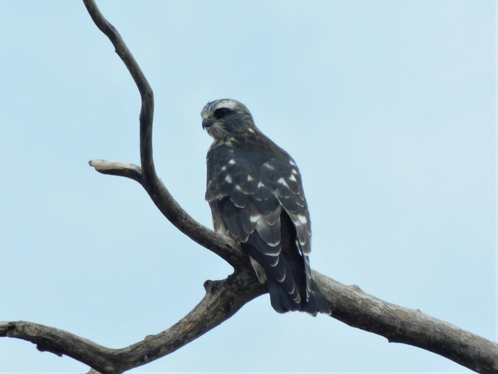 Mississippi Kite from Chisholm Creek, Wichita, KS, USA on August 9