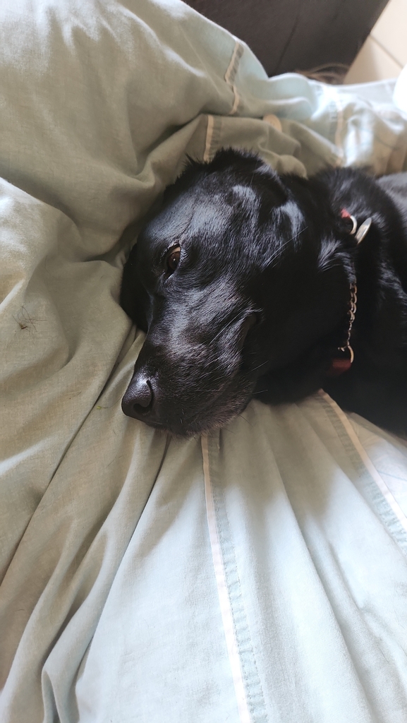 Domestic Dog from Berea on August 10, 2023 at 1019 AM by Gwillym Pitt