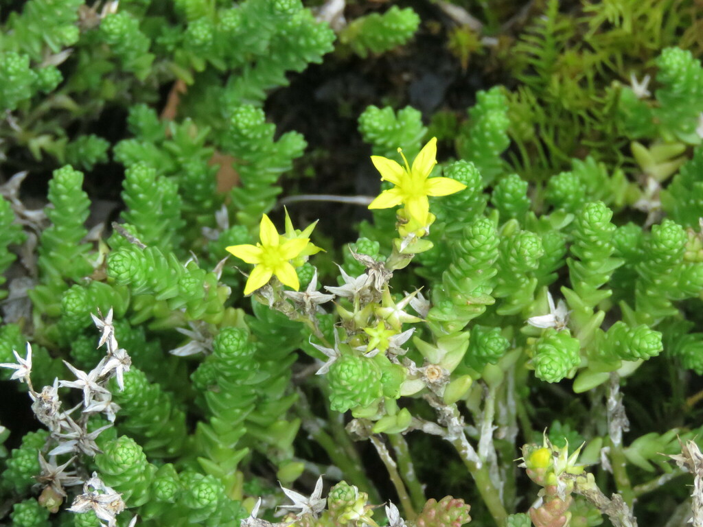 Biting Stonecrop from 4039 W Shore Rd, Isle La Motte, VT 05463, USA on