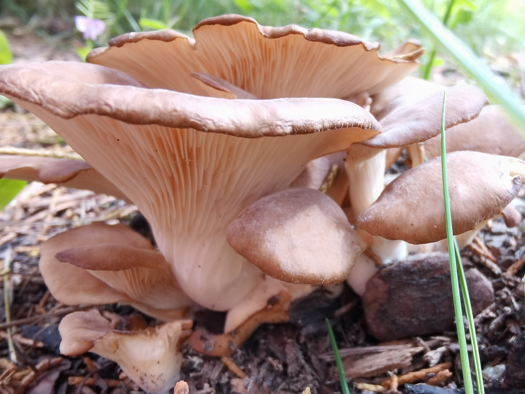 Shoehorn Oyster from Landeck, ATTR, AT on August 10, 2023 at 0404 PM by Andreas Berger