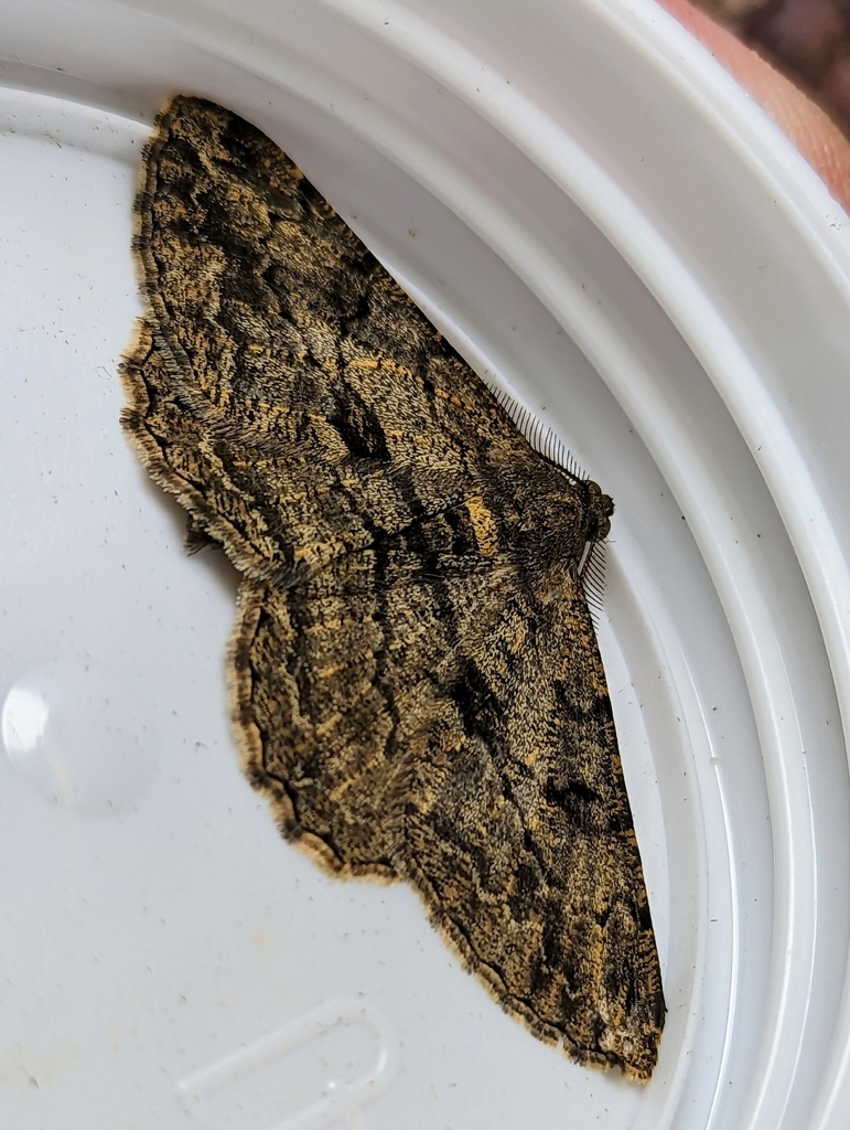 Willow Beauty from Wrington Crescent, Bristol BS13 7LH, UK on August 12