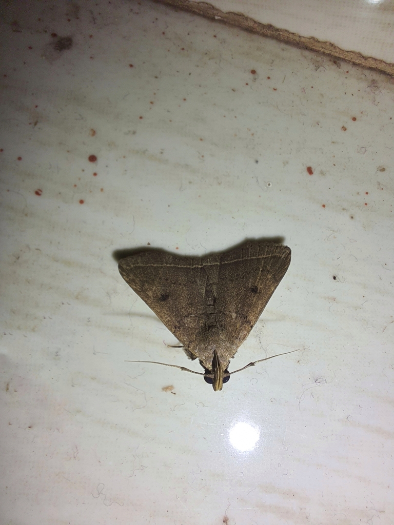 Litter Moths from Mayyil on August 12, 2023 at 1143 PM by Deepika