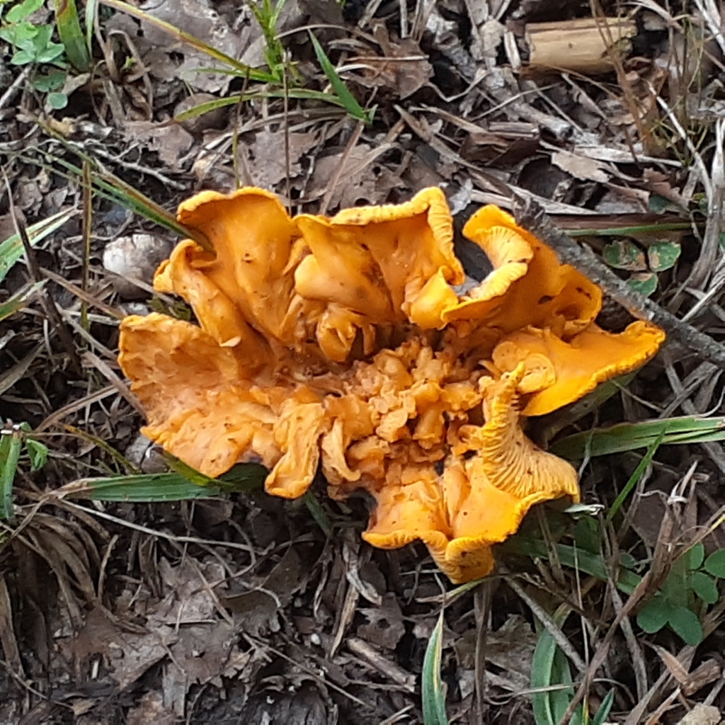 chanterelles from Leslie, MO 63056, USA on August 12, 2023 at 0120 PM