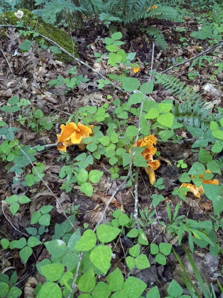 chanterelles from Patrick County, USVA, US on August 12, 2023 at 0852