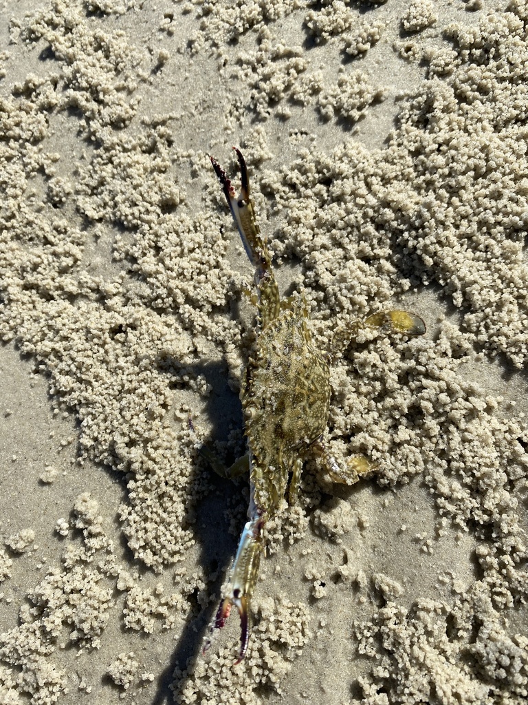 Australian Blue Swimmer Crab from Redland, QLD, Australia on August 12, 2023 at 0211 PM by Jake