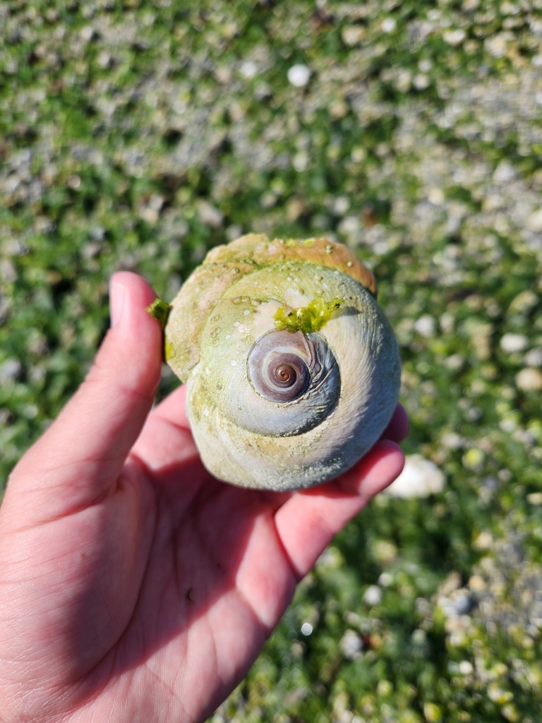 Lewis's Moon Snail from King County, WA, USA on August 12, 2023 at 11