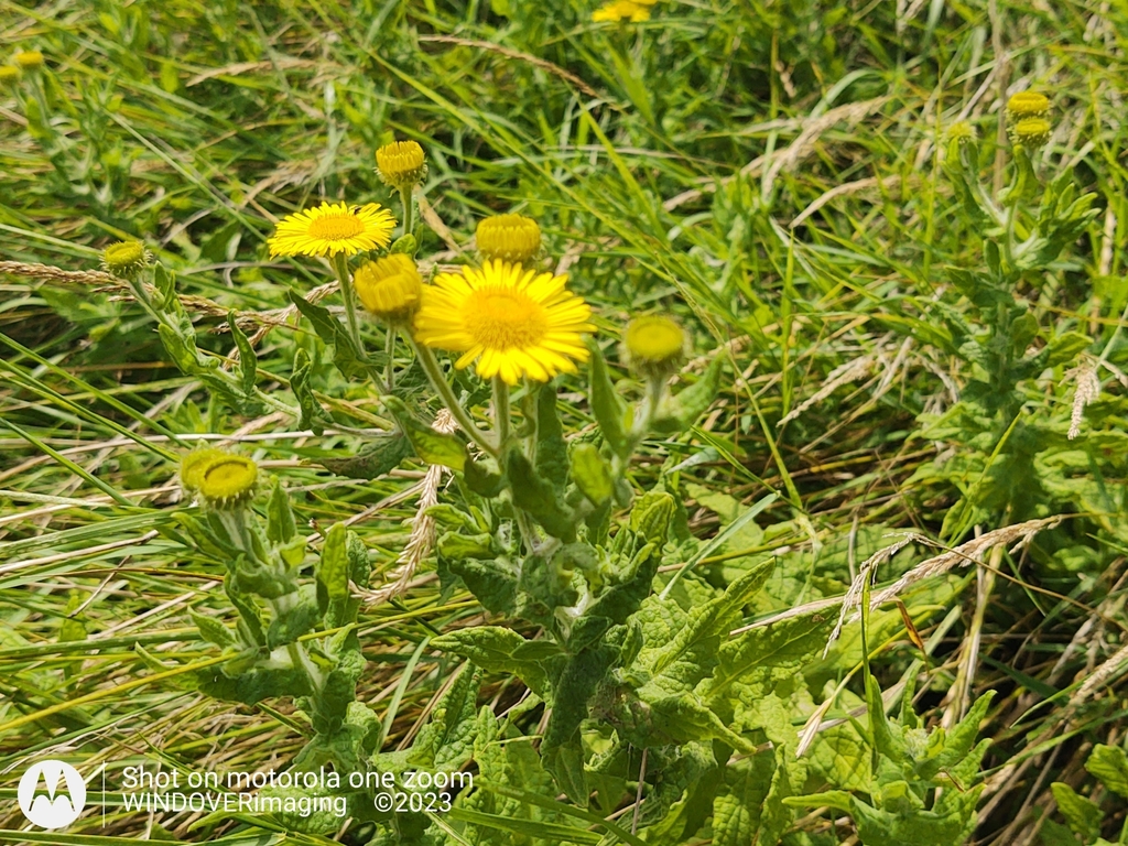 Common Fleabane from Milton Street, Polegate BN26 5RW, UK on August 13