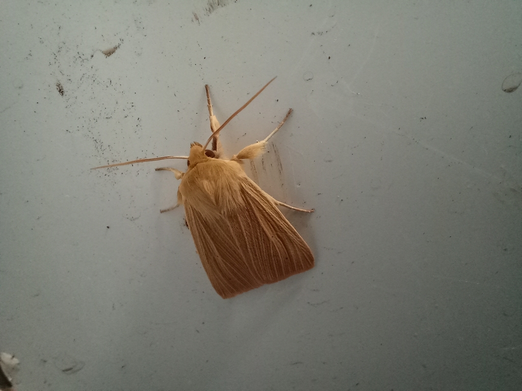 Mythimna pallens from Paradise Wildlife Park, White Stubbs Lane