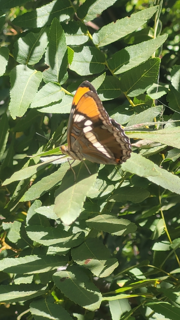 California Sister from STEVENSON RNH, CA 91381, USA on August 13, 2023