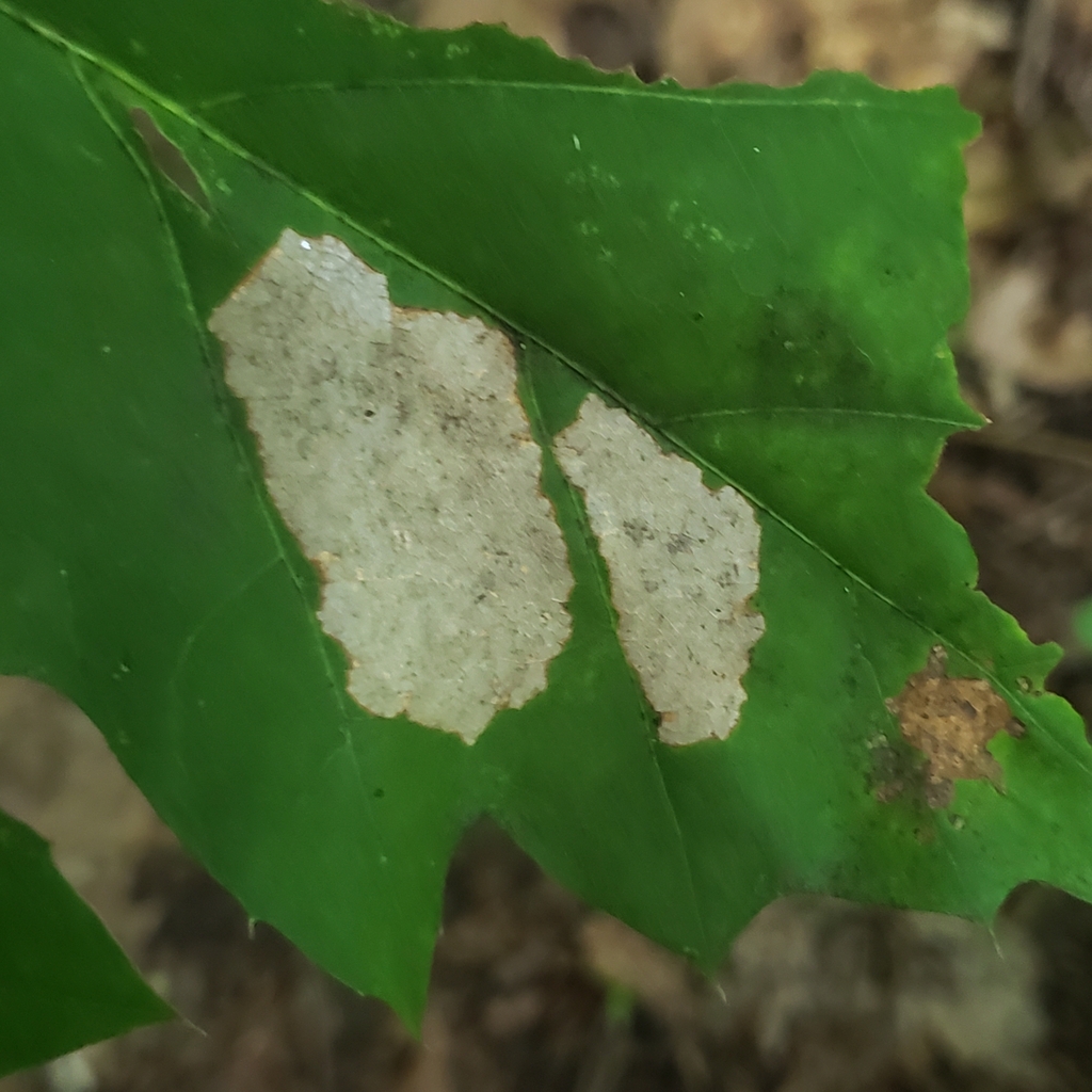 Winged and Oncewinged Insects from West Salem Township, PA, USA on