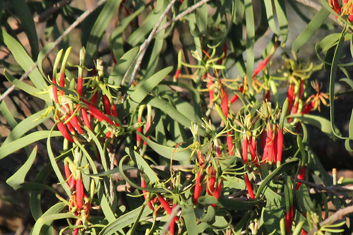 Photo 31036916, (c) Geoffrey Cox, some rights reserved (CC BY-NC), uploaded by Geoffrey Cox; https://www.inaturalist.org/photos/31036916