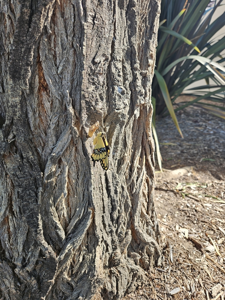 Western Giant Swallowtail from Orangecrest, Riverside, CA 92508, USA on