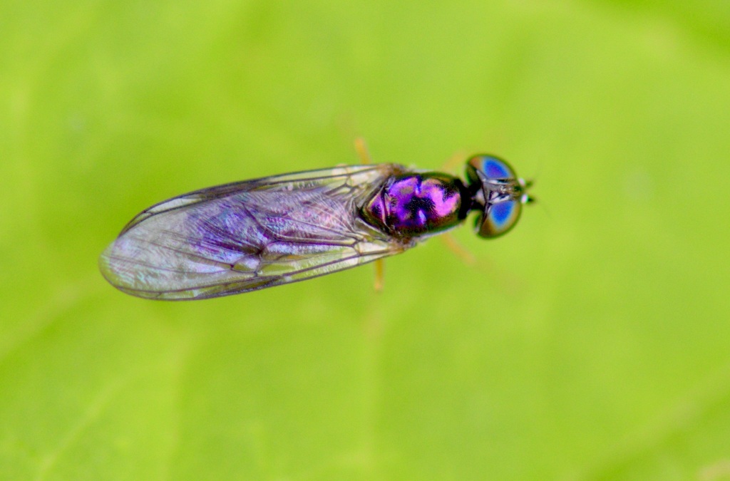 Sargus decorus from 1 Jeri Hill Ln, Jericho, VT 05465, USA on August 14