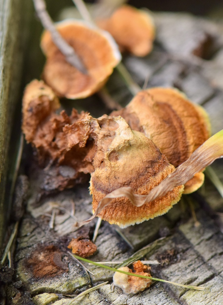 Conifer Mazegill from 1 Jeri Hill Ln, Jericho, VT 05465, USA on August