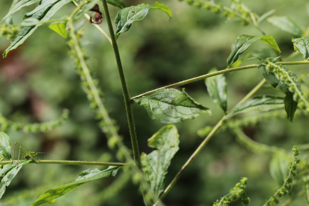 virginia stickseed from Druid Hill Park, Baltimore, MD, USA on August