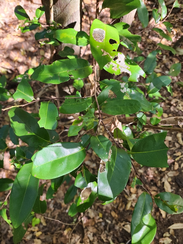 persimmons from Nelly Bay Rd at Lilac Street, Nelly Bay QLD 4819