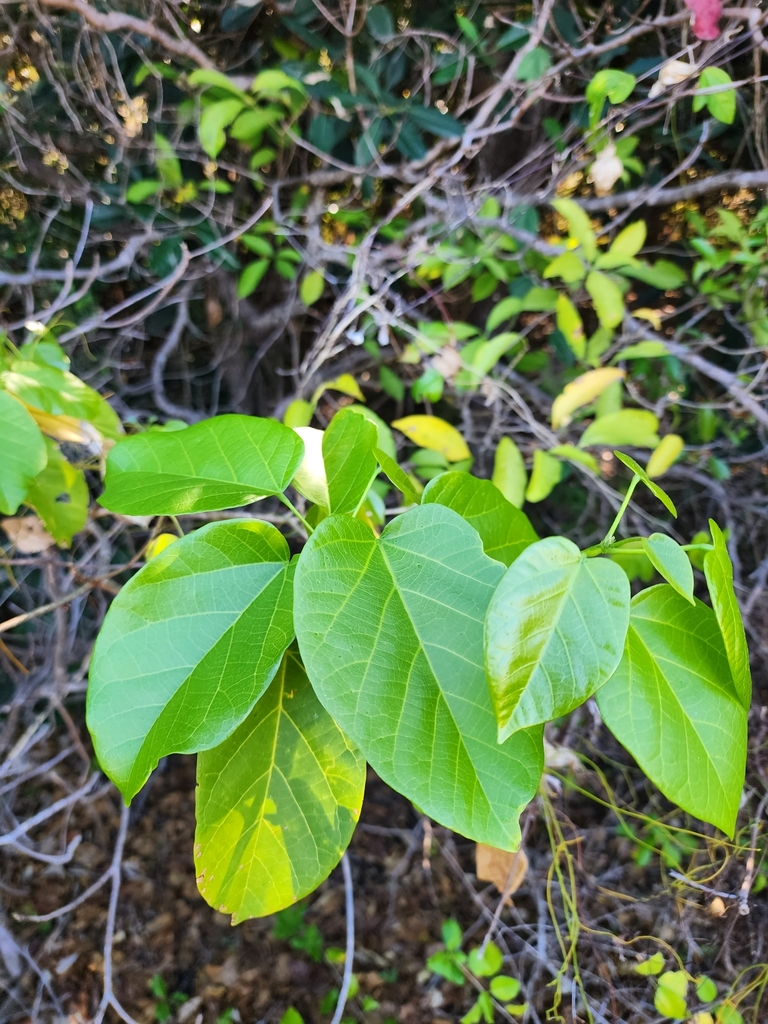 Kuman from Nelly Bay Rd at Lilac Street, Nelly Bay QLD 4819, Australia
