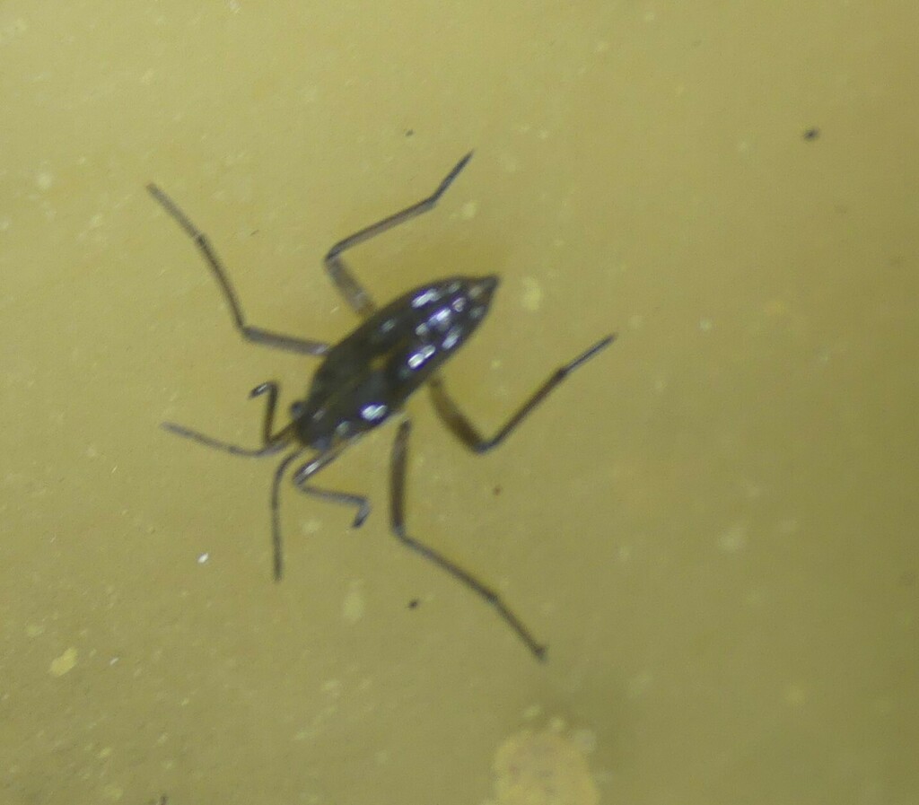 Water Crickets from 4492 Tecknau, Switzerland on August 12, 2023 at 11