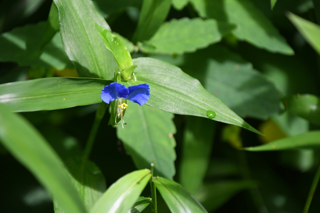 Asiatic dayflower from Elkins, WV 26241, USA on August 16, 2023 at 11