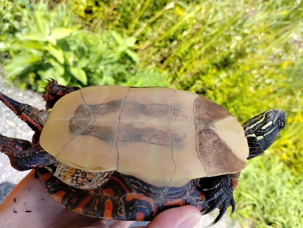 Painted Turtle from Ottawa, CAON, CA on August 16, 2023 at 0152 PM by